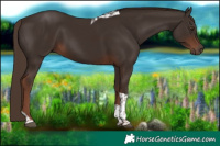 Horse Color:Liver Chestnut Tobiano 