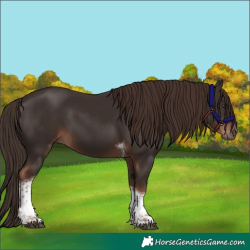 Horse Color:Liver Chestnut Tobiano