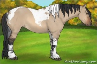 Horse Color:Bay Dun Tobiano 