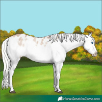 Horse Color:Silver Bay Roan Dun Splash Appaloosa Rabicano 