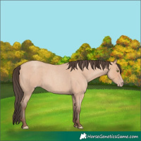 Horse Color:Amber Champagne Roan 