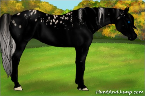 Horse Color:Void White Spotted Silver Bay Dun Splash Appaloosa Rabicano 