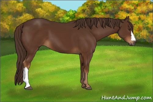 Horse Color:Gray Chestnut 