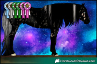 Horse Color:Void Silver Classic Champagne Roan Dun Splash Appaloosa Rabicano 