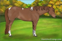 Horse Color:Chestnut Tobiano