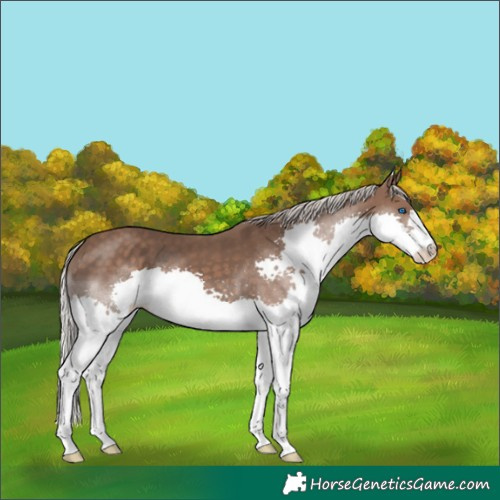 Horse Color:Silver Black Splash 