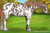 Horse Color:White Spotted Gold Champagne Ice Splash Tobiano Appaloosa 