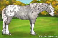 Horse Color:Silver Classic Champagne Ice Roan Dun Splash Appaloosa 