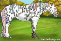 Horse Color:Painted Gold Champagne Ice Dun Splash Appaloosa 