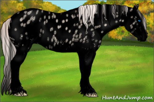 Horse Color:Void White Spotted Silver Sable Champagne Ice Dun Splash Near Leopard Rabicano 