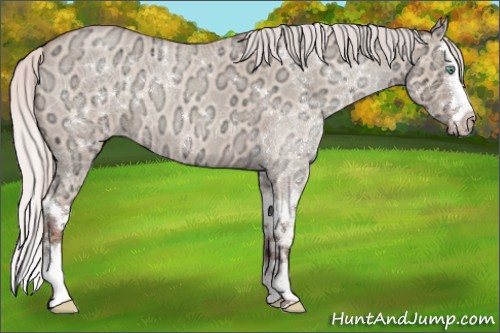 Horse Color:Silver Sable Champagne Ice Roan Dun Sabino Splash 
