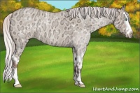Horse Color:Silver Sable Champagne Ice Roan Dun Sabino Splash 