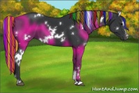 Horse Color:Painted White Spotted Black Sabino 