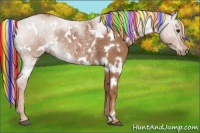 Horse Color:Painted White Spotted Chestnut Rabicano 