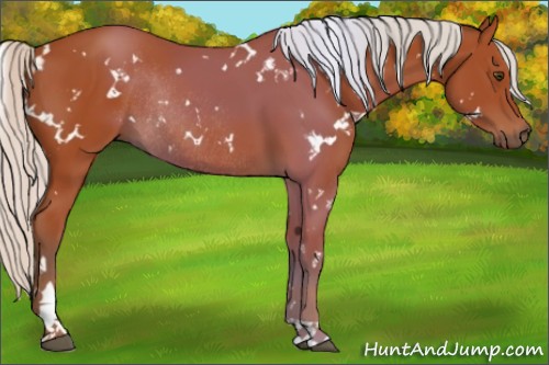 Horse Color:White Spotted Silver Bay Rabicano 
