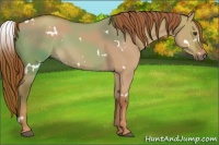 Horse Color:White Spotted Red Dun Rabicano 
