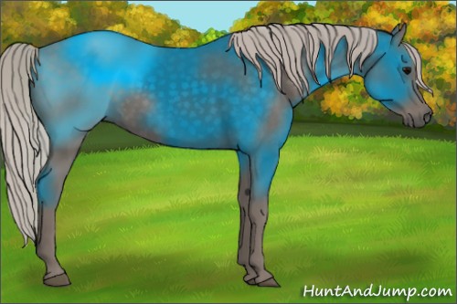 Horse Color:Silver Black Rabicano