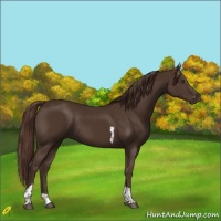 Horse Color:Liver Chestnut Tobiano 