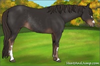 Horse Color:Liver Chestnut Rabicano 