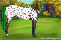 Horse Color:Painted Brown Ice Appaloosa 
