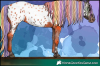 Horse Color:Painted White Spotted Silver Brown Appaloosa 