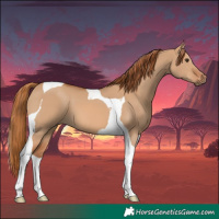 Horse Color:Red Dun Tobiano 
