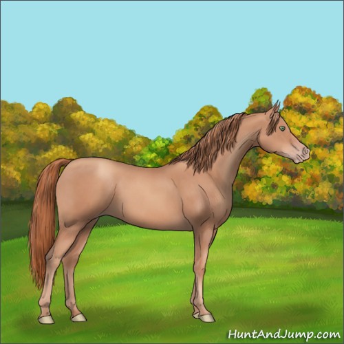 Horse Color:Gold Champagne