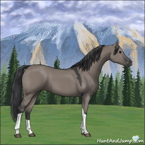 Horse Color:Grullo Tobiano