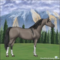 Horse Color:Grullo Tobiano 
