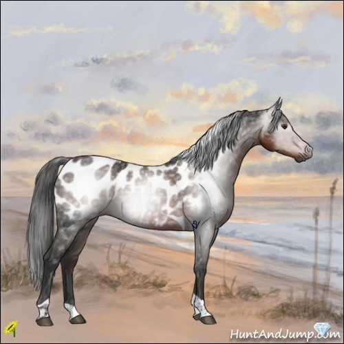 Horse Color:Gray Liver Chestnut Tobiano Appaloosa