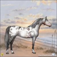 Horse Color:Gray Liver Chestnut Tobiano Appaloosa 