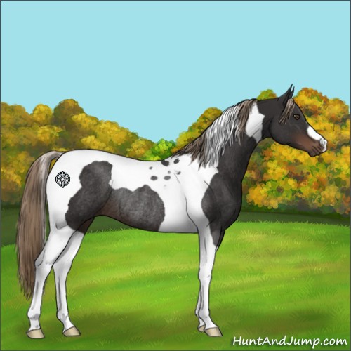 Horse Color:Liver Chestnut Tobiano Rabicano 