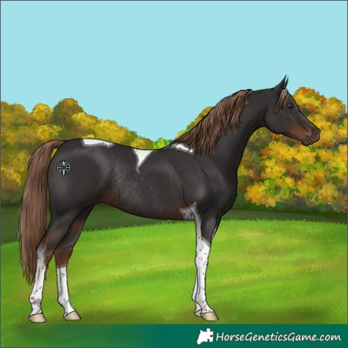 Horse Color:Liver Chestnut Tobiano Rabicano 