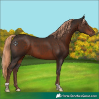 Horse Color:Liver Chestnut Tobiano 