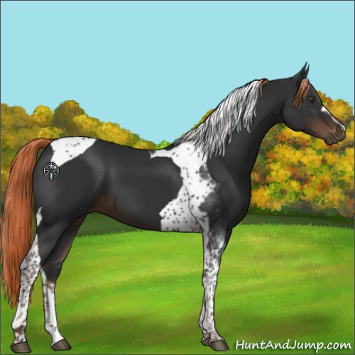 Horse Color:Liver Chestnut Tobiano 