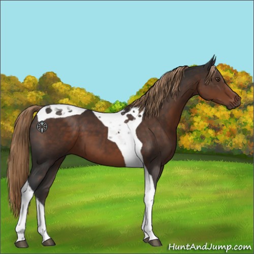 Horse Color:Liver Chestnut Tobiano 