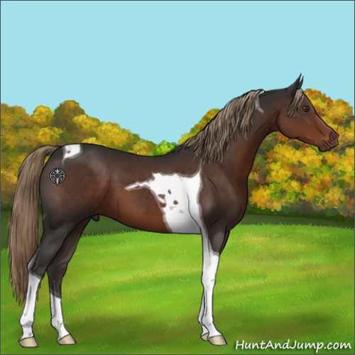 Horse Color:Liver Chestnut Tobiano 