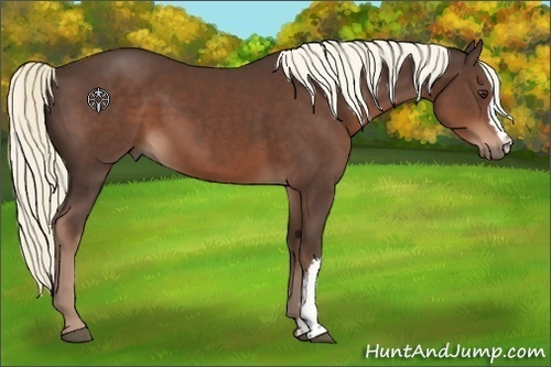 Horse Color:Liver Chestnut Mushroom 
