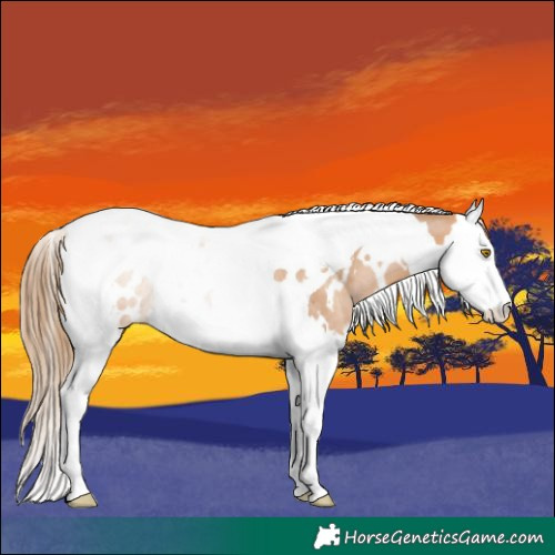 Horse Color:White Spotted Brown Pearl Splash Tobiano Rabicano 