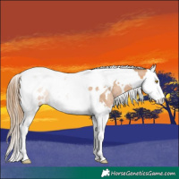Horse Color:White Spotted Brown Pearl Splash Tobiano Rabicano 