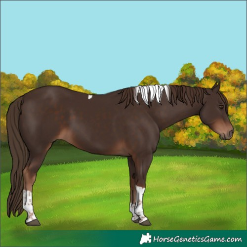 Horse Color:Liver Chestnut Tobiano
