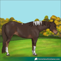 Horse Color:Liver Chestnut Tobiano 