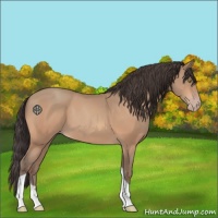 Horse Color:Sable Champagne Tobiano 
