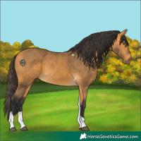 Horse Color:Buckskin Tobiano 