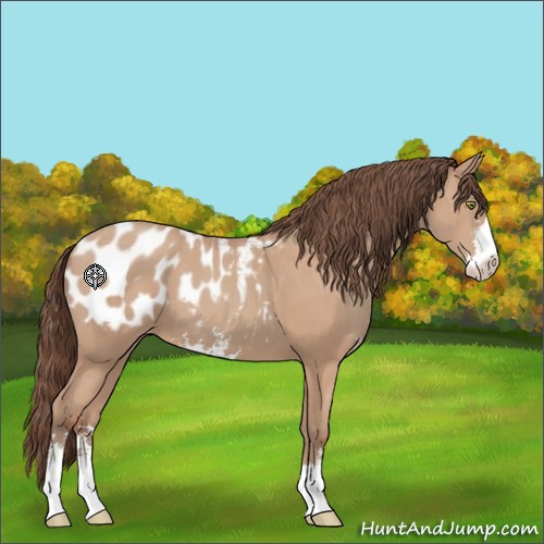Horse Color:Amber Champagne Sabino Appaloosa 