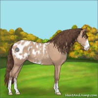 Horse Color:Amber Champagne Sabino Appaloosa 