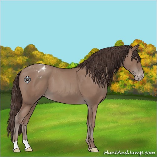 Horse Color:Classic Champagne Appaloosa 