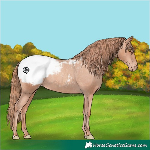 Horse Color:Gold Champagne Appaloosa 
