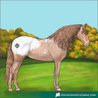 Horse Color:Gold Champagne Appaloosa 