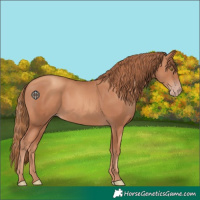 Horse Color:Gold Champagne 